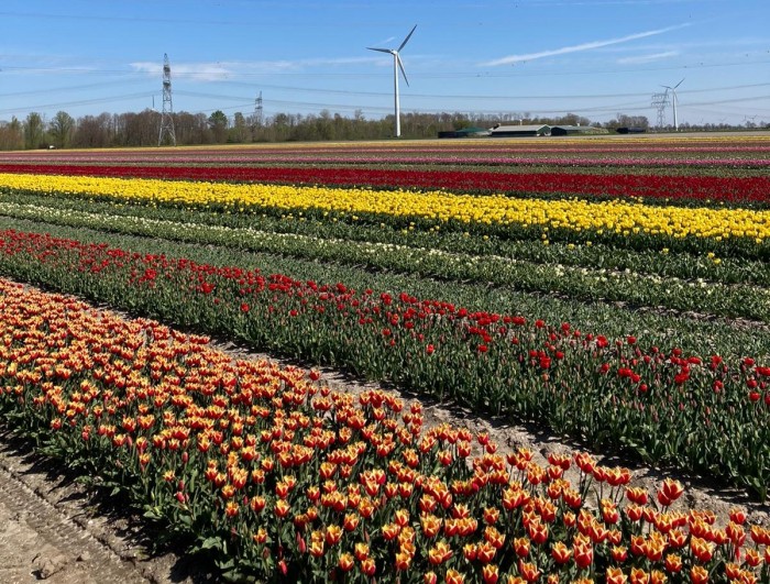 tulpenvelden