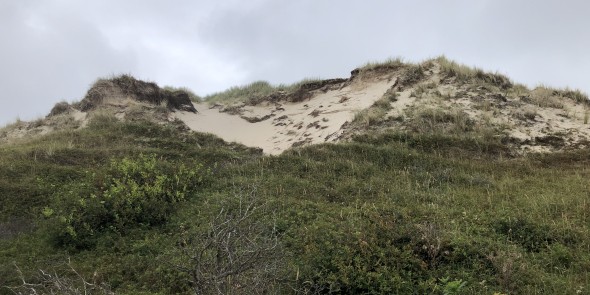duinen noordholland.jpeg