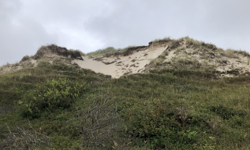 duinen noordholland.jpeg