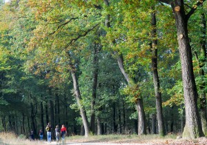Boswandelaars_Veluwe.jpg