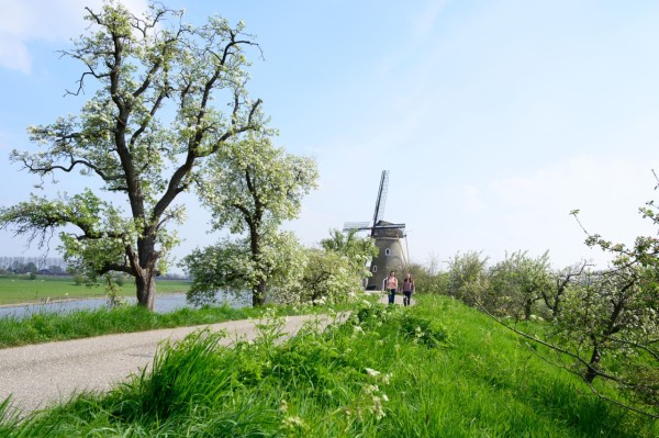 Bloesem in de Betuwe