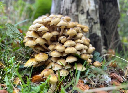 Echte Honingzwam in Heempark, Leiden © Ernst Koningsveld