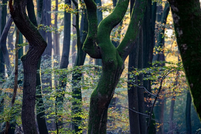 speulderbos-houtdorperveld
