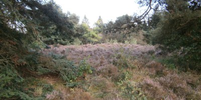 Veluwe_zwerfpad_etappe_02.jpg