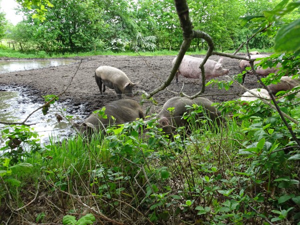 varkens op biologische boerderij