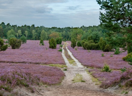 Heide © Hans Joachim Amann