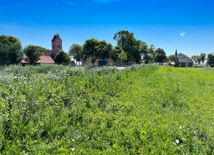 De rijk begroeide wallekant © Ernst Koningsveld