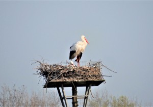 #rondjelopen_in_Park_Cronesteijnmet Kees_Rotteveel.JPG