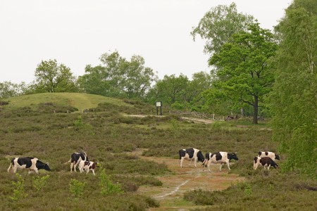 Onverhard Hamert Wetterlooi 3