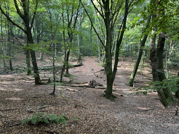 Bos bij Stollenberg ten oosten van Nijmegen © Ernst Koningsveld