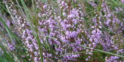 strabrechtse heide.jpg