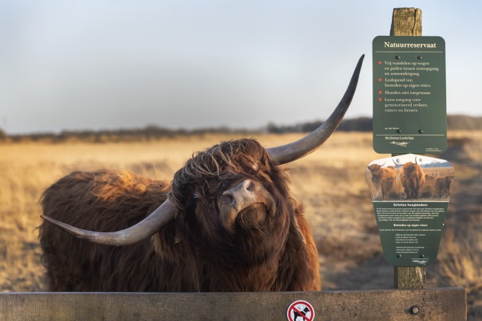 Hooglander bij terreinbord © Sake Elzinga-Het Drentse Landschap