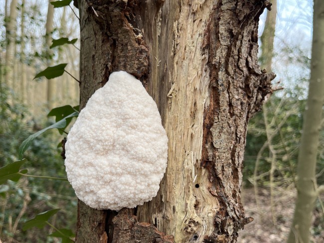 2024-03-03 Pruikzwam Leidse Hout © Ernst Koningsveld