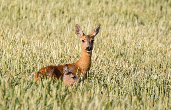 Ree met jongen Het Groninger Landschap