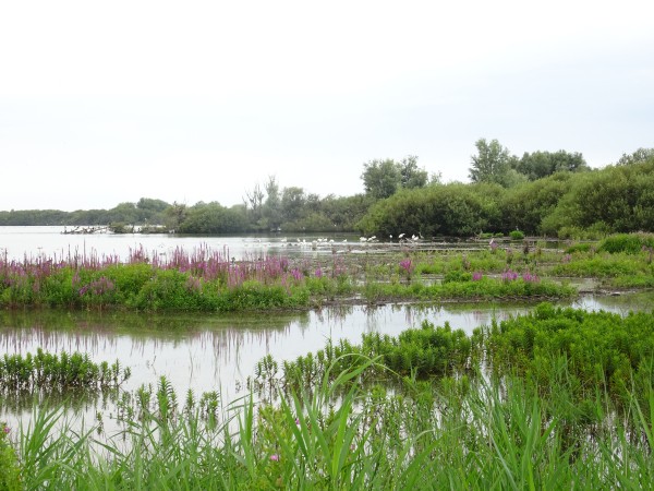Westerplas Schiermonnikoog