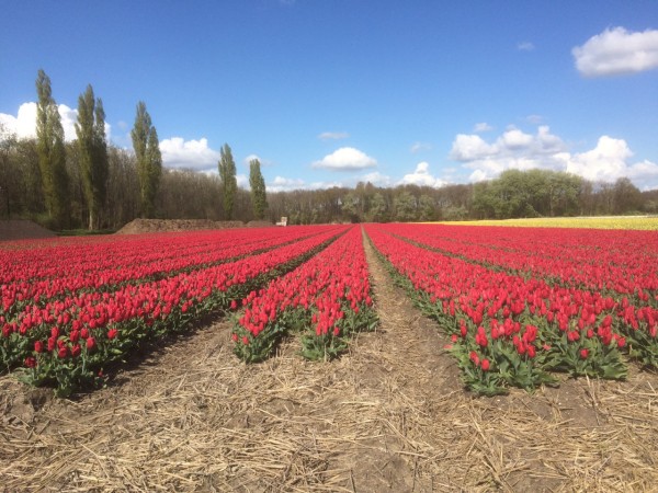 bollenveld