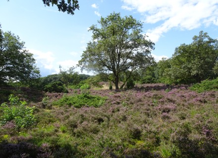 Bloeiende heide in natuurgebied Algemene Veen