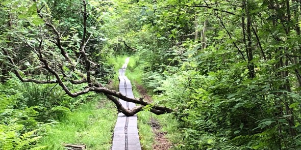 planken pad naardermeer.jpg
