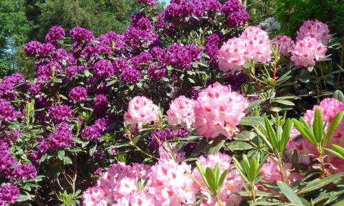 Belmonte arboretum © Sietske de Vet.jpg