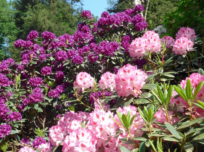 Belmonte arboretum © Sietske de Vet