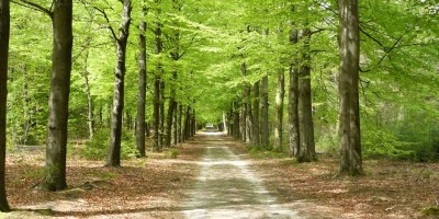 Boswachterspad_Beek_en_Bos.jpg