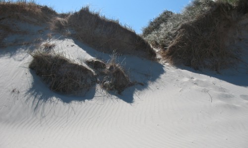 Duinen_Zeeland.jpg