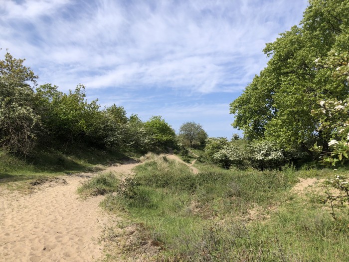 Kennemerduinen2