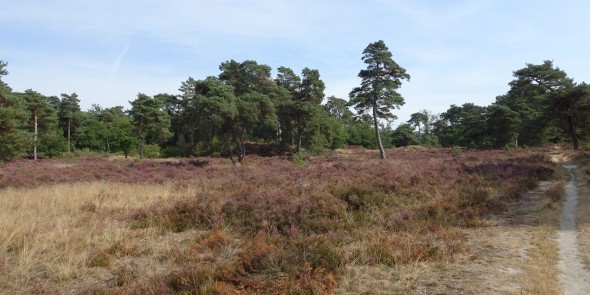 Bos en heide Drenthe.JPG