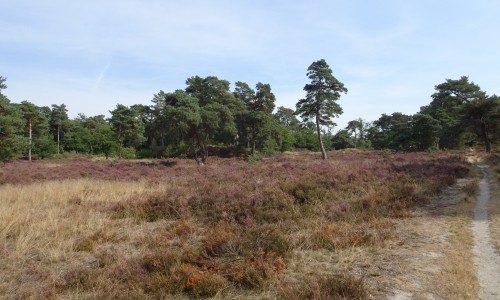 Bos en heide Drenthe.JPG