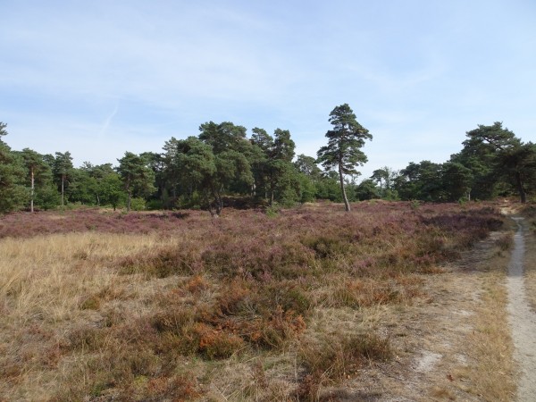 Bos en heide Drenthe