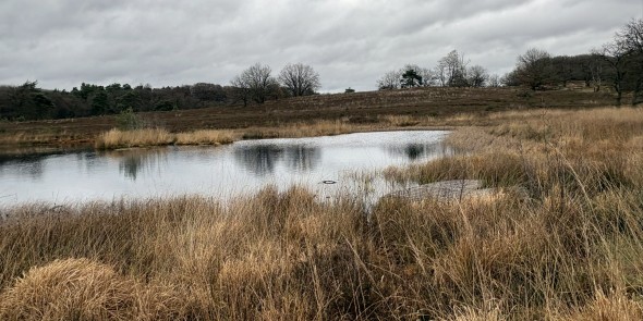 2025-12-08 De Meinweg 2 © Ernst Koningsveld.jpg