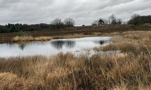 2025-12-08 De Meinweg 2 © Ernst Koningsveld.jpg