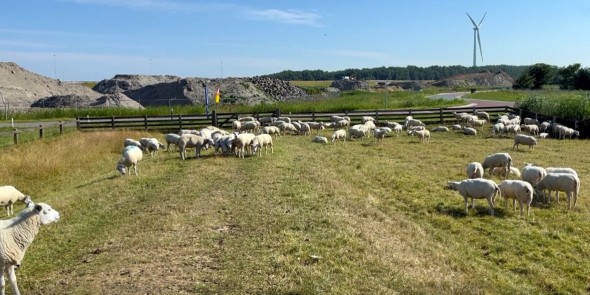 Schapen op de Zuiderzeedijk © Ernst Koningsveld.jpg