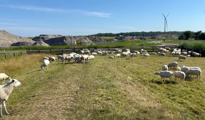 Schapen op de Zuiderzeedijk © Ernst Koningsveld