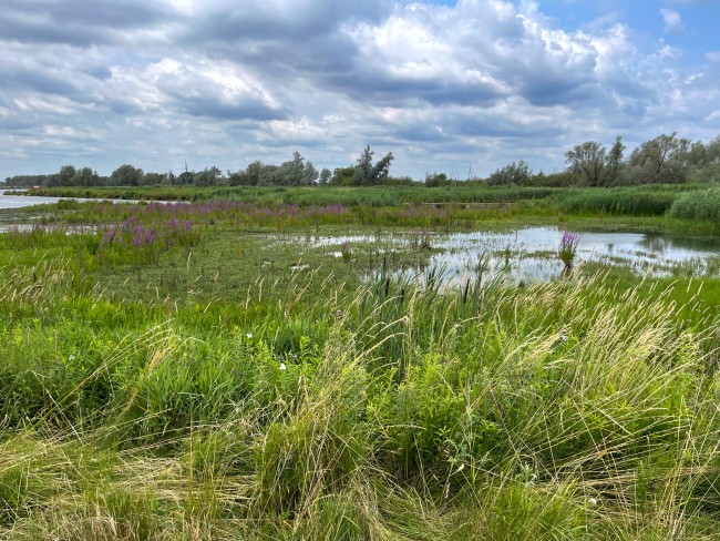 Waterliniepad - de Biesbosch