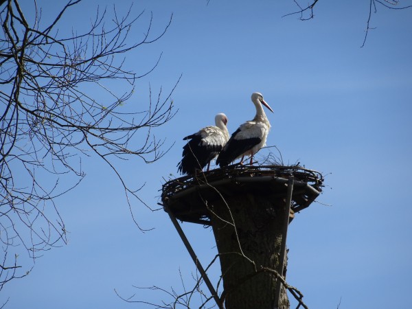 Ooievaars op nest