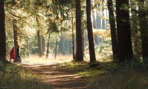 Wandelpad Beetsterzwaag.JPG