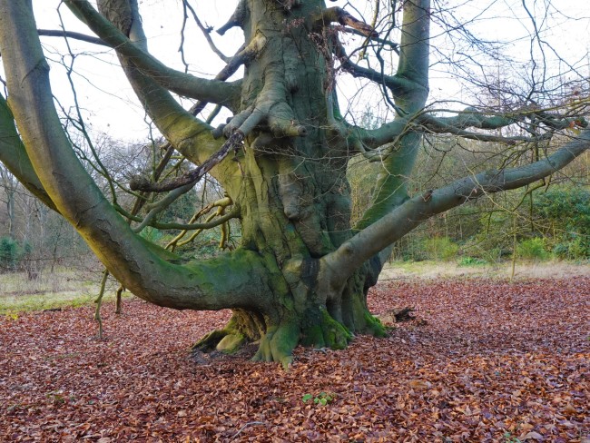 Beuk op Arboretum Oostereng © Ernst Koningsveld