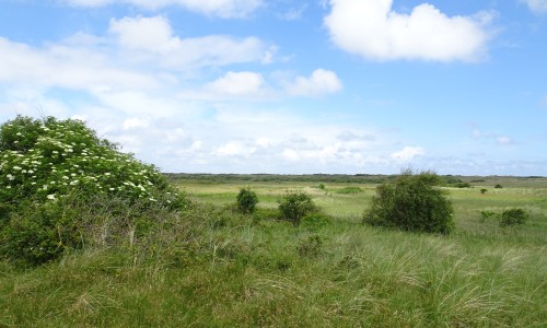 Duinen Ameland.JPG