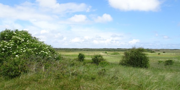 Duinen Ameland.JPG