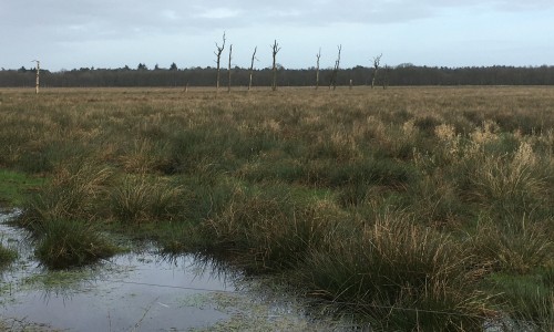 dode bomen Gees