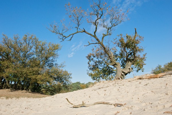 Pelgrimspad_Deel_1_etappe_11.jpg