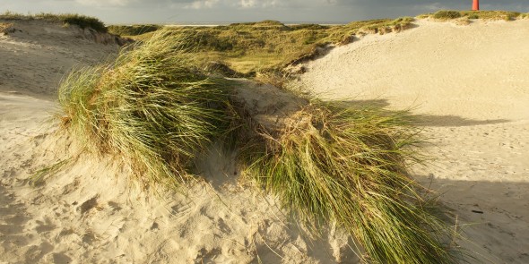 Streekpad_WaddenWandelen_etappe_Schiermonnikoog_1.jpg