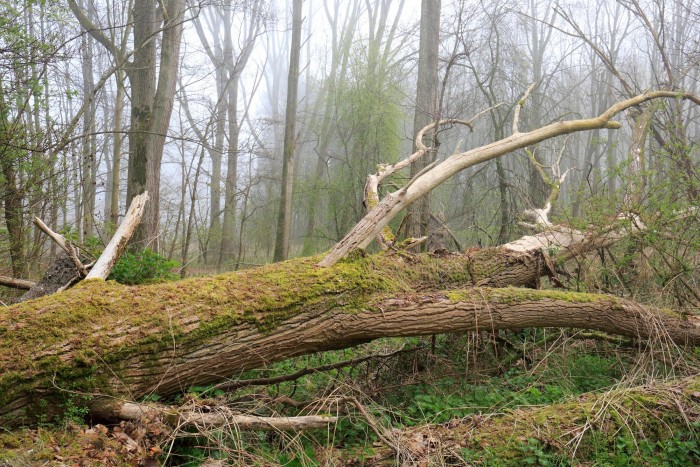 harderbos