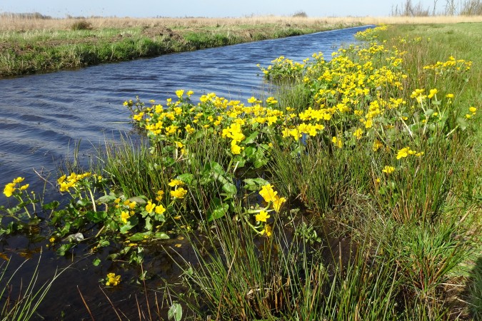 Dotterbloemen