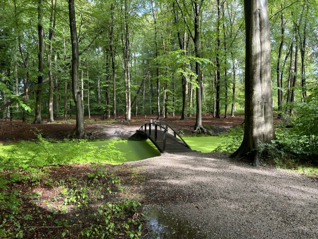 Goois Natuurreservaat Spanderswoud © Ernst Koningsveld