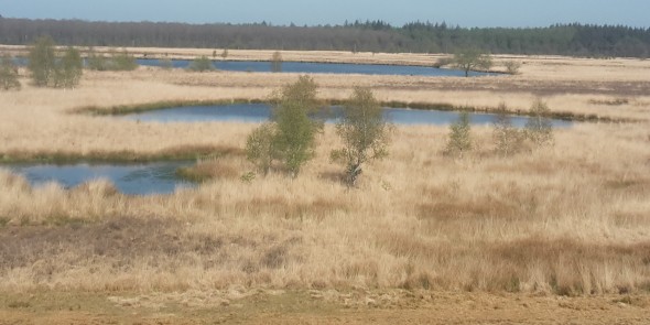 Duurswouder heide 1.jpg