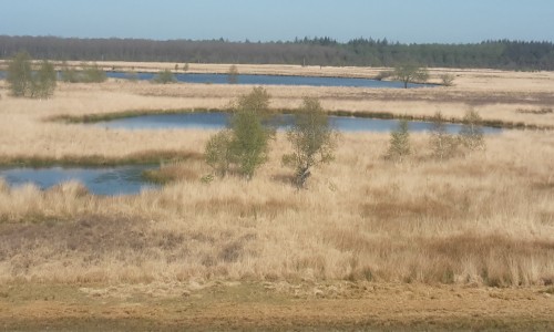 Duurswouder heide 1.jpg