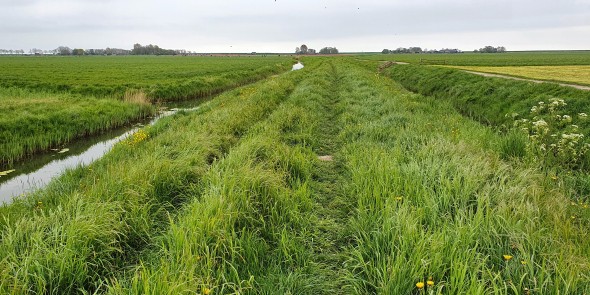 Schellinkhout - Zuiderwijmers - Grasdijkje.jpg