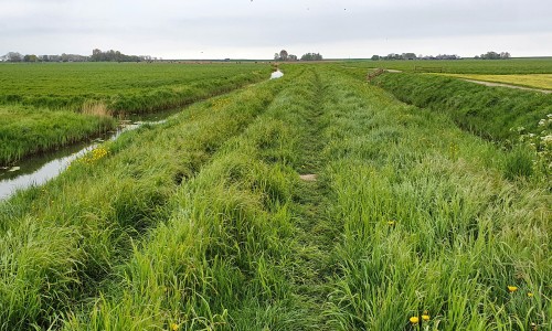 Schellinkhout - Zuiderwijmers - Grasdijkje.jpg